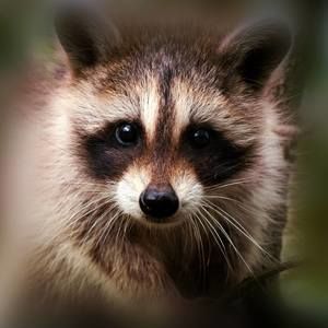 Meet your Posher, Gail